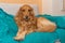 Curious Canine Charm: Golden Retriever\\\'s Sofa Retreat