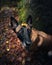 Curious canine with a dried leaf in its fur.