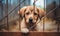 A Curious Canine Peeking Through the Fence