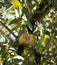 A Curious Capuchin Monkey Peering Through the Rain-forest