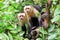 Curious Capuchin Monkey. Punta Arenas, Costa Rica. A medium sized Monkey, the organ grinder monkey