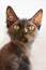 Curious cat breed Cornish Rex cat, close-up