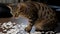 Curious Cat on a Cluttered Table