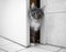 Curious cat entering bathroom