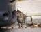 A curious cat is looking for an interesting smell in a car.