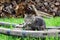 Curious cat is lying on a wooden cart