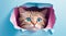 Curious Cat Peeking Out of Hole in Blue and Pink paper