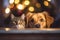 Curious Cat and Pup Celebrating Christmas Together