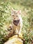 Curious cat walking in the forest outdoor.