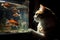 Curious cat watching the fish in the aquarium on dark background, close up. AI generated