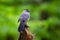 Curious catbird sitting on the tree with green background