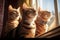 Curious Cats on Windowsill - Feline Trio Captivated by Outside World in Close-up Photo