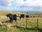 Curious cattle on coastal land