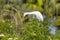 Curious Cattle Egret Looking Down At The Action Below