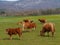 Curious cattle at a farm