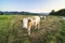 Curious cattle grazing on a green field