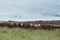 Curious Cattle Standing in Pasture