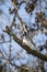 Curious, Cautious Blue Jay