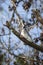 Curious, Cautious Blue Jay