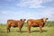 Curious cheeky brown red cows with horns in a field under a blue sky and a distant horizon