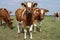 Curious cheeky red pied team cows with horns under a blue sky and distant horizon.