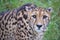 A Curious Cheetah