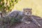 Curious Cheetah cub looks at the camera