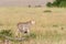 Curious Cheetahs in the savannah of the Masai Mara