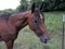 Curious Chestnut Brown Riding Horse