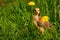 Curious chicken between dandelions on spring