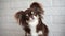 Curious chihuahua dog tilts head, studio shot close up
