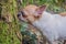 A curious chihuahua sniffing the tree trunk