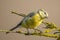 Curious child blue tit with yellow feathers on branch with yellow lichen