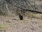 Curious Chipmunk in the Desert