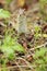 A curious Chipmunk in the Siberian nature reserve Stolby.