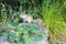 Curious chipmunk sitting on a stone