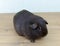 A curious chocolate-colored Guinea pig. pet, animal