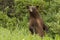 Curious Cinnamon black Bear in Alaska
