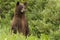 Curious Cinnamon black Bear in kluane National Park