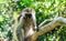 Curious colobus monkey