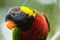 Curious colorful lory bird parrot looking in detail