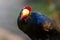 Curious colorful violet turaco