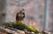 Curious common buzzard sitting on a branch in forest in autumn