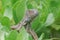 Curious Common Iguana in a Shrub