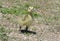 Curious and confident newborn Canada goose gosling