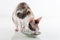 Curious Cornish Rex Cat Eat Food on the White Table. White Wall Background.