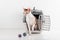 Curious Cornish Rex Cat Going out of the box on the White table with Reflection. White Wall Background. Little Balls as toy in