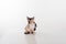 Curious Cornish Rex Cat Sitting on the White Desk. White Background. Looking Down.