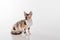 Curious Cornish Rex Cat Sitting on the White Desk. White Background. Looking Left