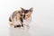 Curious Cornish Rex Cat Sitting on the White Desk. White Background. Looking Straight. Portrait.